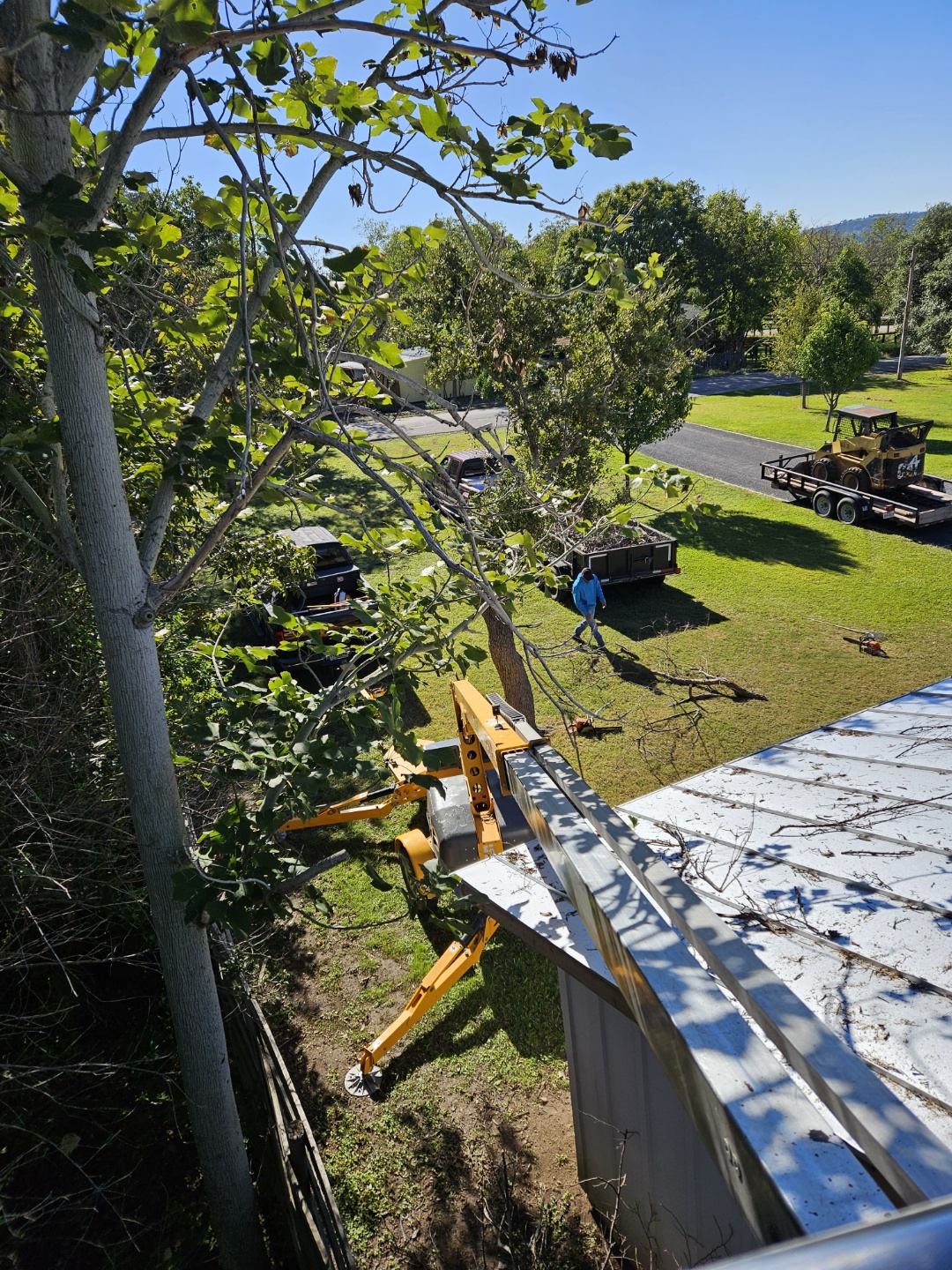 Tree Trimming Near Me