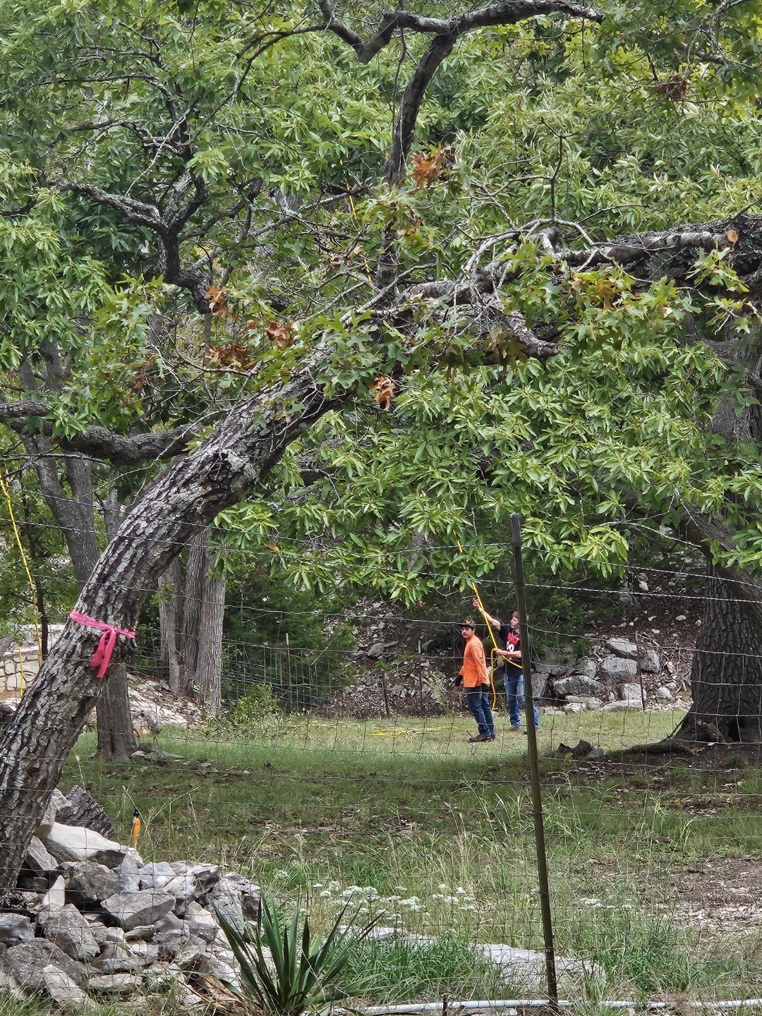 Tree Cutting Service