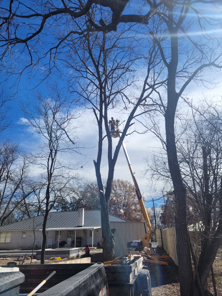 Tree Cutting Service